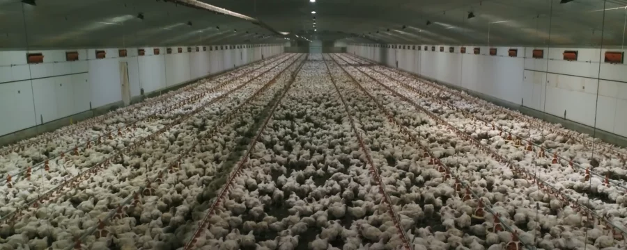 Chickens in a shed